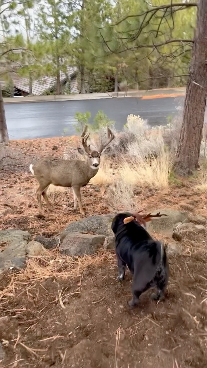 #JasonDeruloTV // Deer \u0026 Pug ?? #GotPermissionToPost From IG @pugkuma #FromTheIslands