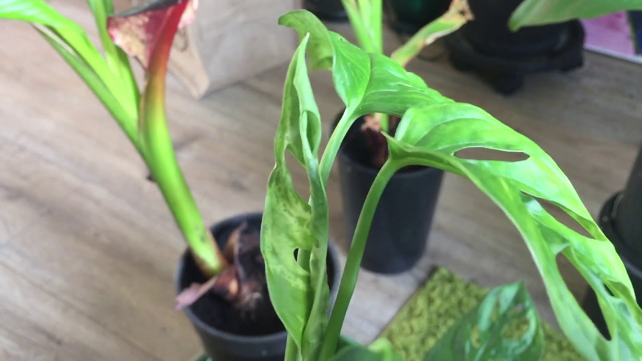 Variagated or Virus Monstera Adansonii update