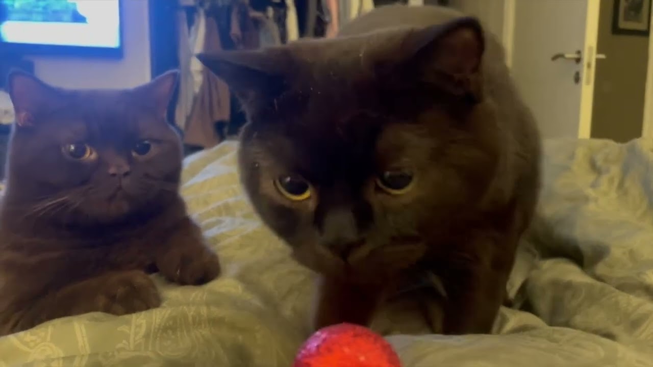 Bueno & Lido’s First Christmas Morning 🎄 Playing with a Ornament in Bed