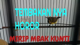 MASTERAN SOGOK ONTONG MATERI SUARA KUNTILANAK||TEMBAKAN NYA HOROR BRO,BIKIN MERINDING