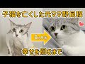 子猫を亡くしたママ野良猫が幸せを掴むまでの6ヶ月間【保護猫｜らかん｜6ヶ月総集編】