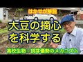 はかせが解説「大豆の摘心を科学する」（高校生物　頂芽優勢のメカニズム）夏休みの自由研究にも！