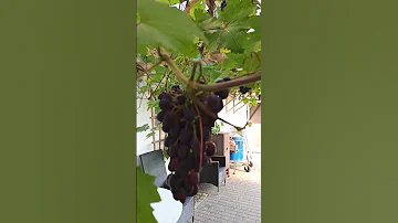 Кайрат Нуртас Классно поёт 