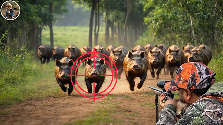 How Do Hunters And American Farmers Deal With Millions Of Wild Boars, Bear, Snake and Elk