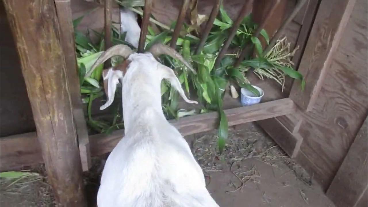 山羊吃玉米葉和嫩頭 (請看描述欄) Goats eat Corn Leaves and Young Cobb (Please read