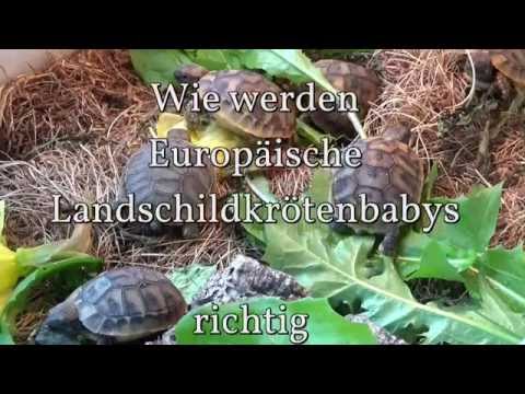 Video: Die Taten und Taten der Schildkrötenpflege