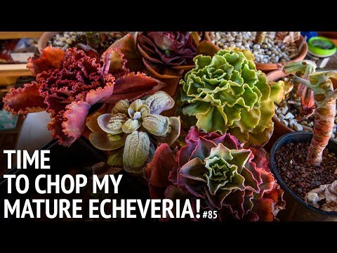 Video: Echeveria Plant Care – kuinka kasvattaa maalattua lady-mehiä