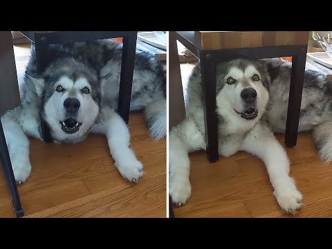Stubborn Alaskan Malamute