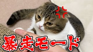 【シン・エヴァンゲリオン劇場版:||】ぽこンゲリオン暴走！？猫とエヴァごっこをして遊んだらまさかの結果に…【噛めばいいと思うよ】