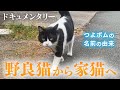 【保護から2年】大ケガをした野良猫が家猫になるまで【全記録】