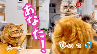 ぽちゃくんにいじわるしようとした茶々パパのところにポッポママが飛び込んできて喝！ #猫 #マンチカン by ねこもふファミリー 8,867 views 3 weeks ago 4 minutes, 32 seconds