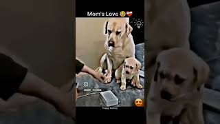 Mom’s love is the purest form of love in this world. #shorts