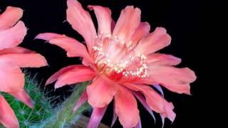 Two 4"/10 cm 'infinity' flowers opening
