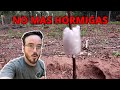 Como proteger tus arboles de hormigas