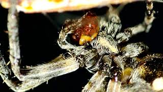 spider web making  #spider #macro photography #photography #wild life