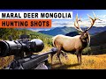 Chasse au maral en mongolie  maral hunting best shots mongolia 2024