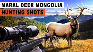 Chasse au Maral en Mongolie / Maral hunting best shots Mongolia 2024