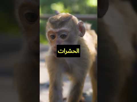 القرد الاصغر في العالم حقائق الحوت