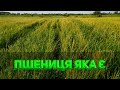 Пшениця яка є | DW 244B