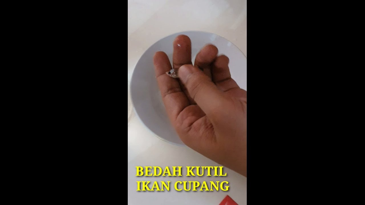Cara mengobati cupang yang terkena kutil