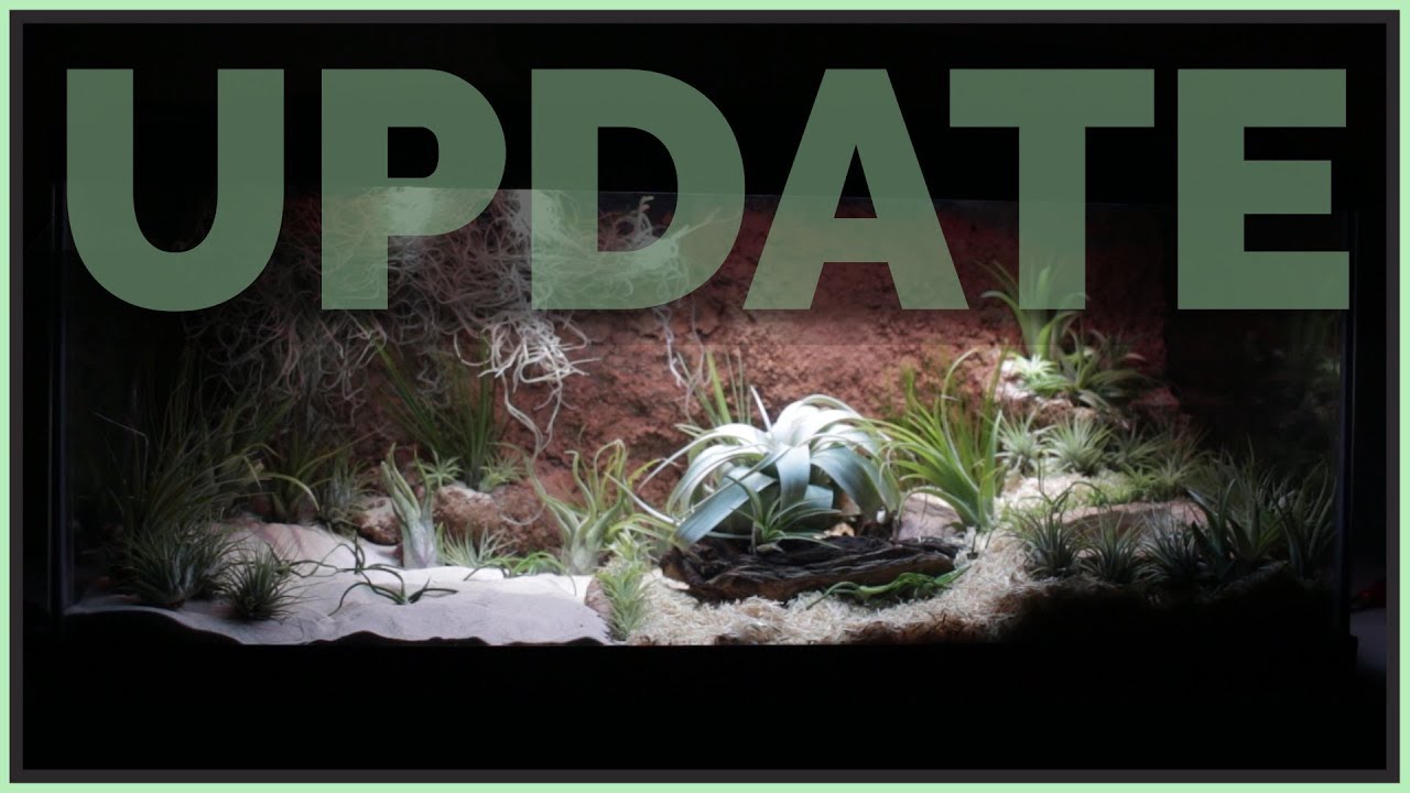 reptile setup for sale Sand Boa Vivarium: Would I make it again?