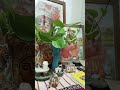 আমার মনে কি বেদনা কেন যে জানিনা বুঝিনা, জেগে কাটি রাত দীপ জলে না আমার মনে শিল্পী : মলয় মুখার্জি