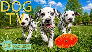DOG TV: Best Anti-Anxiety Videos for Dogs to Watch All Day Help Relax - Happy Music for Dogs screenshot 3