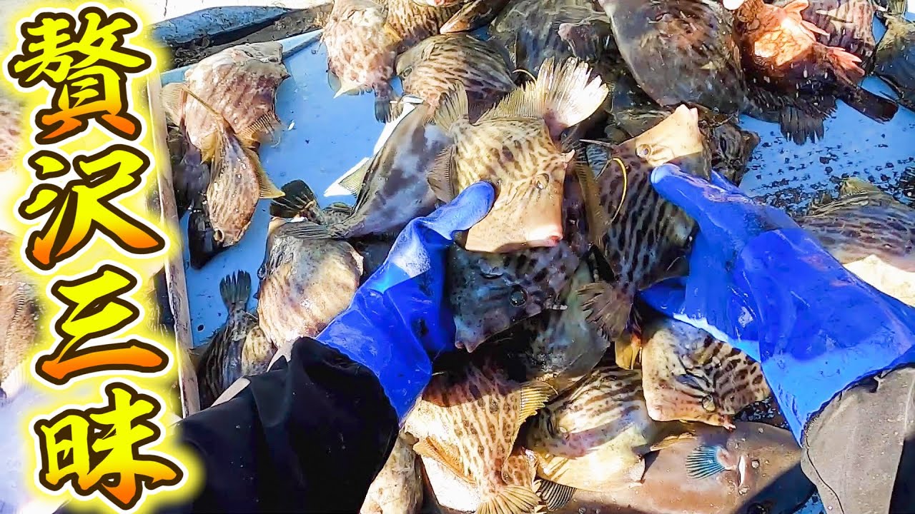 Было поймано большое количество FILEFISH! Я научу тебя готовить как рыбак.