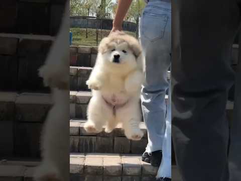 アラスカンマラミュート集めました #funnyvideo #animal #dog #funnyanimalsvideos #アラスカンマラミュート