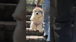 アラスカンマラミュート集めました #funnyvideo #animal #dog #funnyanimalsvideos #アラスカンマラミュート
