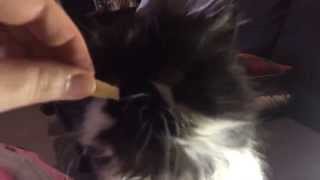 Will She Or Wont She? ... French Fries Belinda The Foster Cat