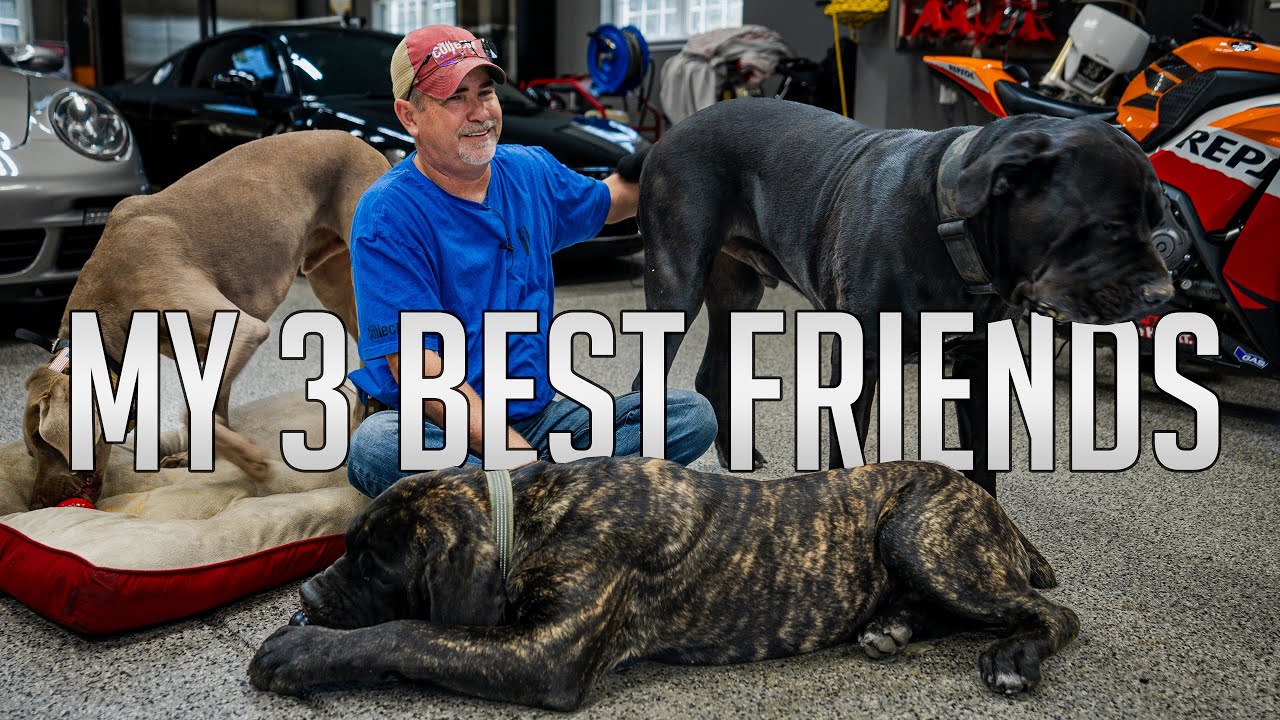 Life with 3 GIANT Dogs | Mastiffs & Weimaraner