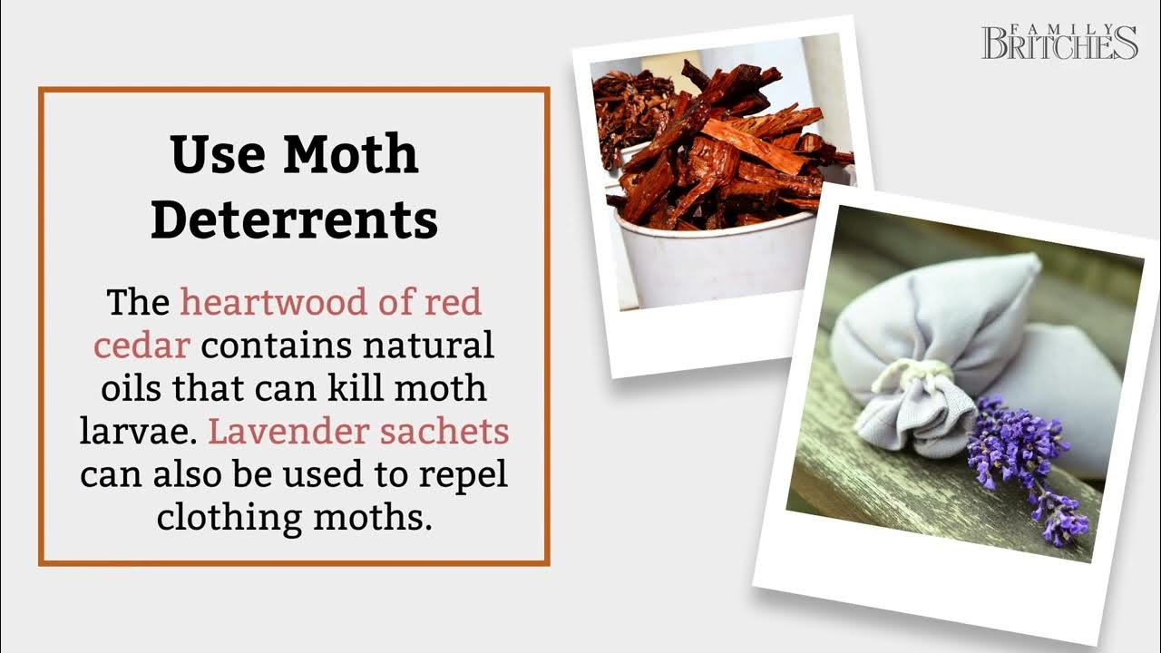 How to Mothproof your Wool and Cashmere After the Winter YouTube