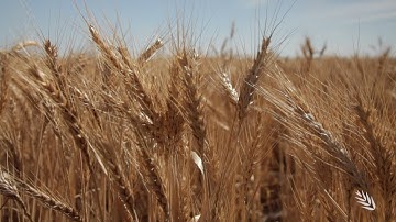 Breeding wheat for a changing climate