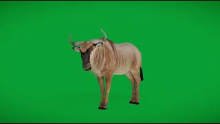 White Bearded Wildebeest