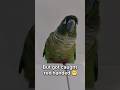Spy mission failed… Rio caught me red-handed 😳🦜 #birds #shorts #riotheconure #rio