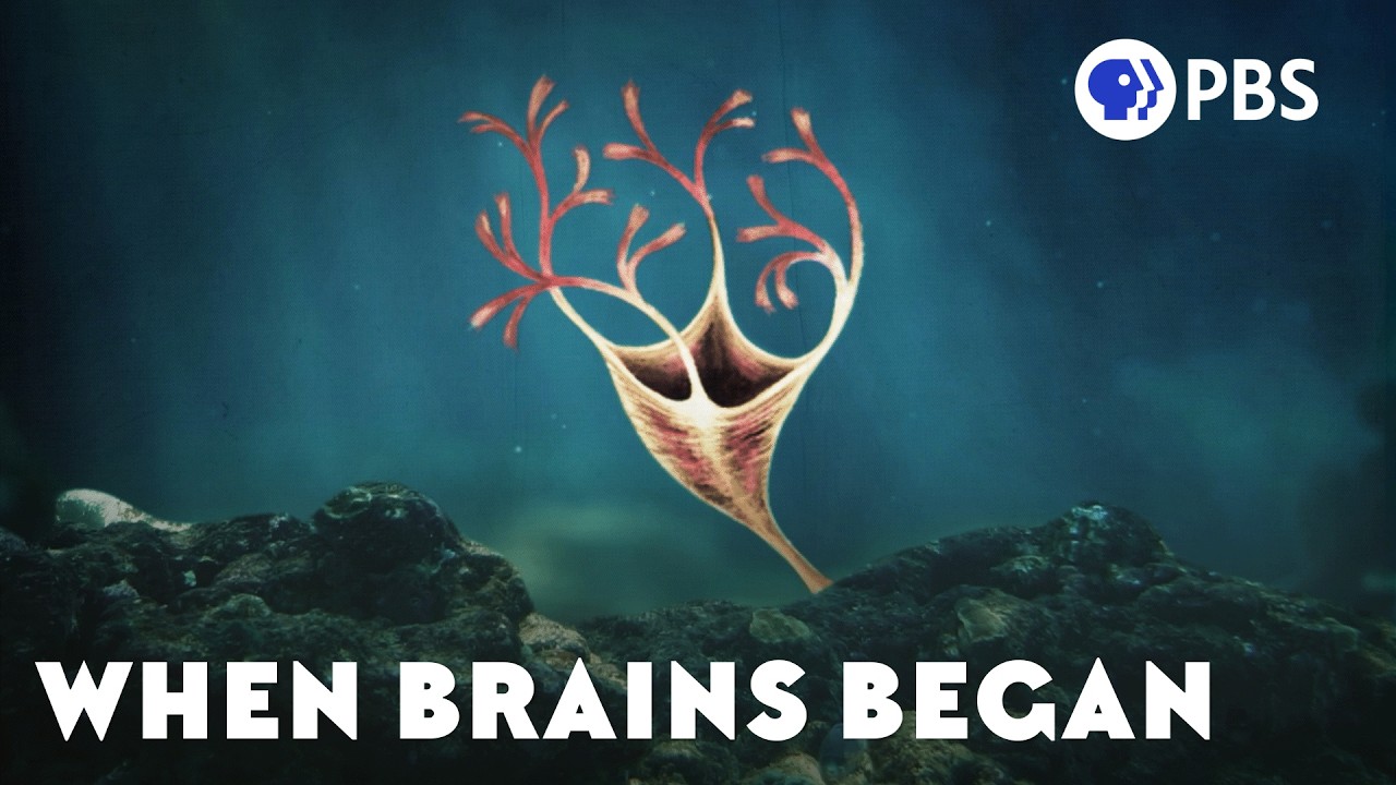 How Brawn Led to Brains