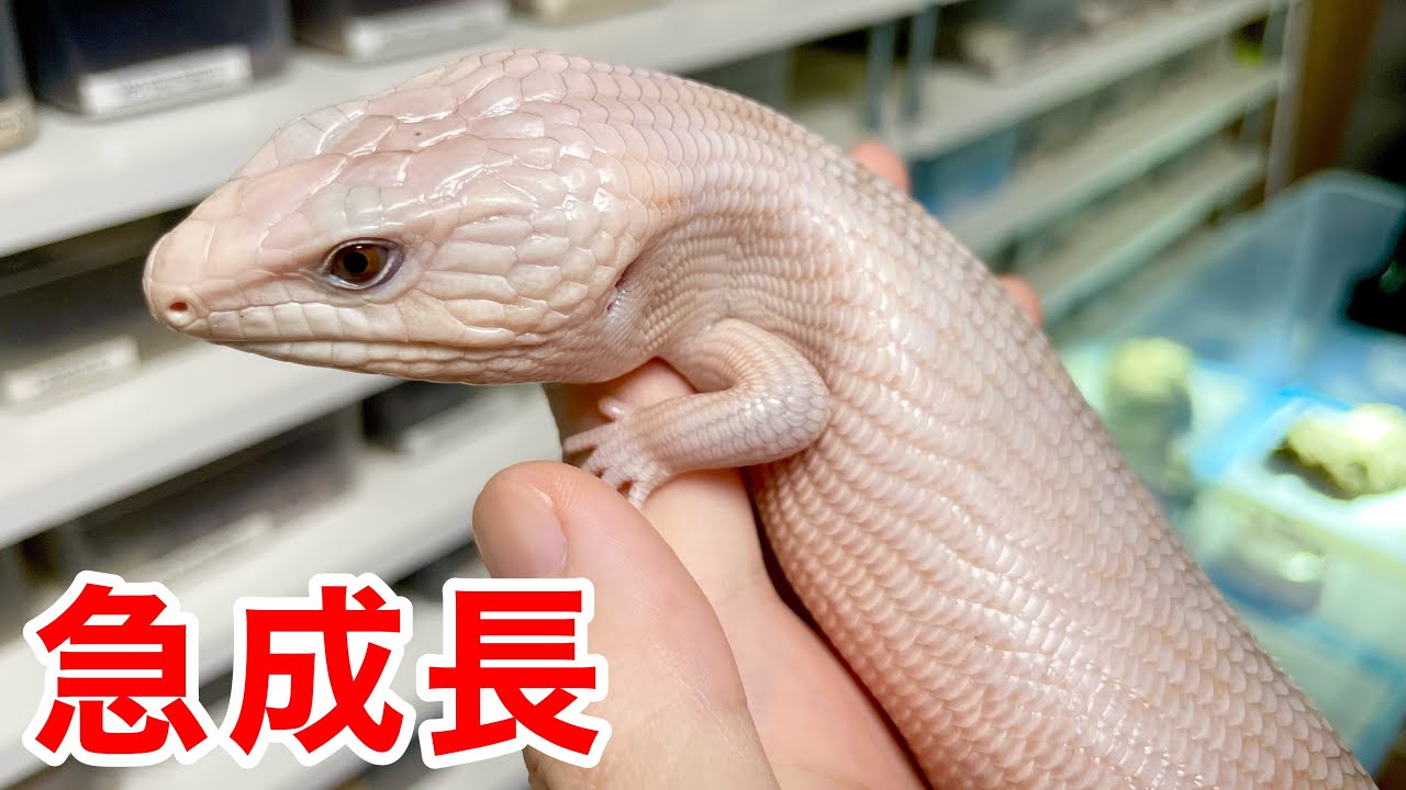 The growth of this ultra-rare, all-white lizard is insane