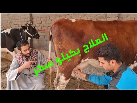 فيديو: هل يجعل البرسيم الأبقار مريضة؟