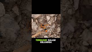 #animals #tiger #shorts #fyp Fakta unik Tawon Vespa @VQBalukhTV