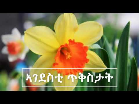 ኣገደስቲ ናይ ፍቅሪ ጥቅስታት