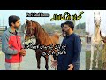 Tent Pegging speeder  Horses || Beautiful horse breed || گھوڑاانوکھالاڈلا || رحمت گھوڑا || Puri Farm