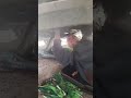 Opel Omega B, мы в Макс