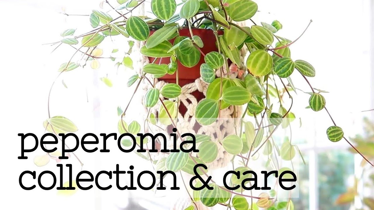 Peperomia Collection & Care