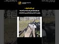 ردة فعل القطة عندما بدأت تعمل مع الغنم القطط كوميديات