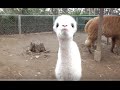 Cute alpaca baby and mom. (16 days old)かわいいアルパカの母子。（生後１６日）