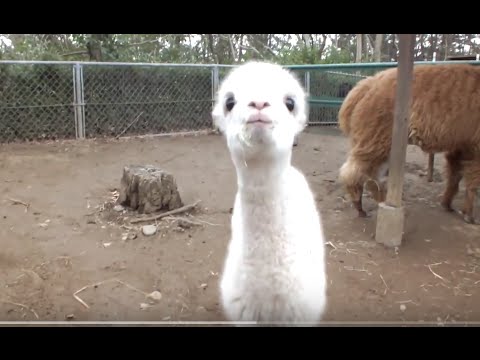 kawaii emoticons Cute alpaca baby and mom. (16 days old)かわいいアルパカの母子。（生後１６日）