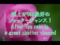 4K 雨上がりは絶好のシャッターチャンス! After the rain is a great shutter chance!
