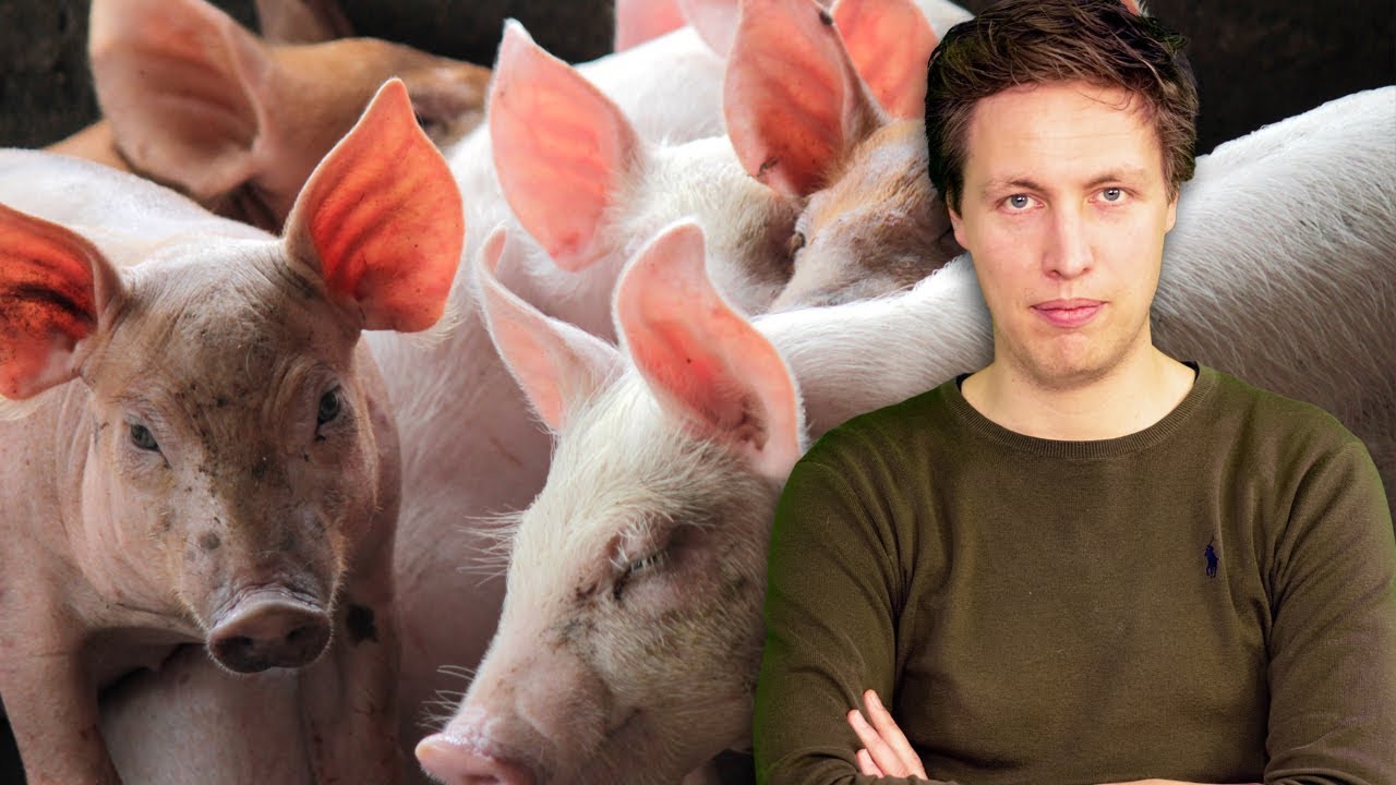 Trendrapport Varkens & Voer - Varkensprijs niet eerder zo stabiel