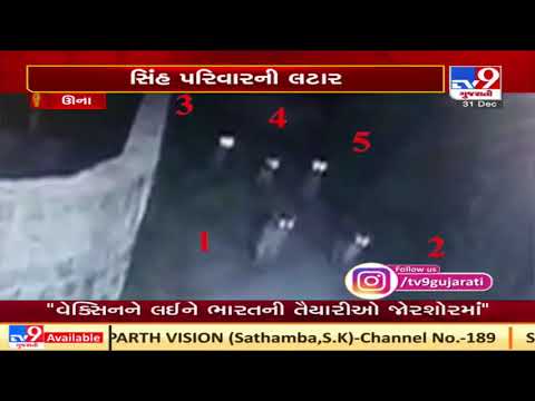 Gir-Somnath: Lion pride caught on camera in search of prey, villagers panic | TV9gujarati News